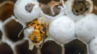 Гнездо "шершней-убийц" уничтожили в США