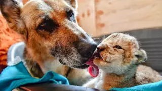 Овчарка выкормила львят, от которых отказалась мама 