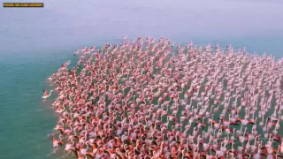 "О штрафе пока речь не идет" - чиновники о нашумевшем видео с фламинго