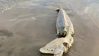 Доисторическую полутораметровую рыбу прибило к берегам США