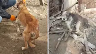 Семья, которой помогали казахстанцы, обрекла своих питомцев на мучительную смерть