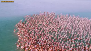 "Казахстан? Я думал, фламинго из Майами". Иностранцы отреагировали на видео с озера Караколь