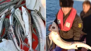 "В сети браконьеров попадают и тюлени". Пограничники сняли на видео спасение осетров