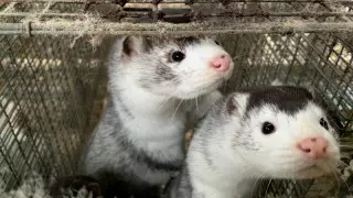 Власти Дании: Найденная у норок мутация COVID-19 вымерла