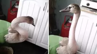 Семью лебедей отстреляли на озере вблизи Экибастуза