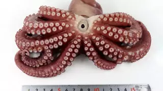 Найден осьминог с девятью руками