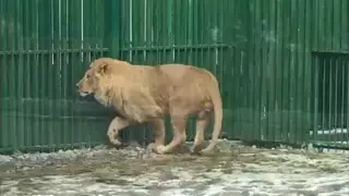 Лев Симба переехал в новый дом в Алматы