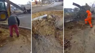 Кустарники незаконно вырубили в Актау