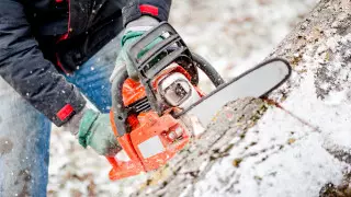 В акимате ответили на информацию о вырубке рощи в Алматинской области