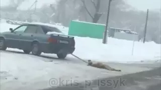 Собаку привязали к авто и протащили по дороге в Алматинской области