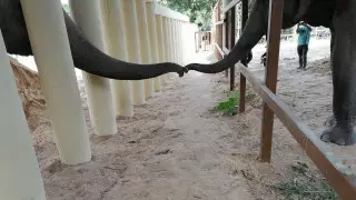 Самый одинокий слон в мире впервые за восемь лет встретился с сородичем