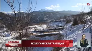 Экологическая трагедия: активисты заявили о вырубке тысяч яблонь в предгорьях Алматы