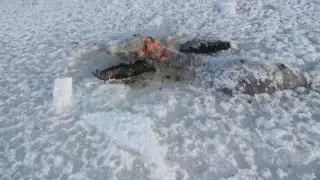 26 лошадей вмерзли в лед в Павлодарской области