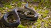 Новый вид змей обнаружили во Вьетнаме
