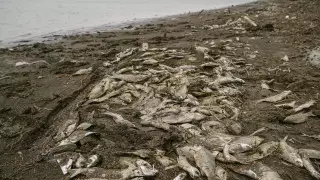 Причины массовой гибели рыбы в Казахстане ищут ученые Назарбаев Университета