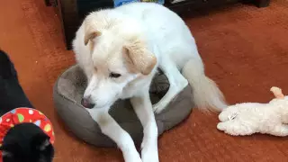 Душили дверцей холодильника: как пес Лаки живет в США