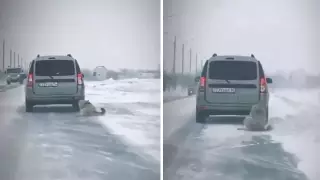 Протащил собаку по трассе: 72-летний житель Экибастуза объяснил свой поступок