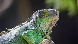 Жителей США предупредили о "дожде" из игуан