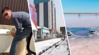 Насиловали собак и "убили" Кобейтуз. Экоскандалы Казахстана в 2020 году