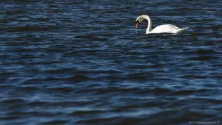 Что может грозить убившим лебедя в Актау