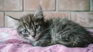 На 5,8 миллиона хотят штрафовать казахстанцев за жестокость к животным