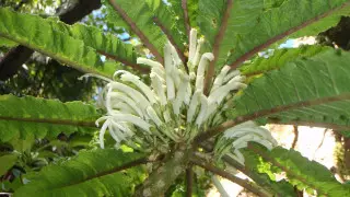 Редчайшее растение нашли на Гавайях