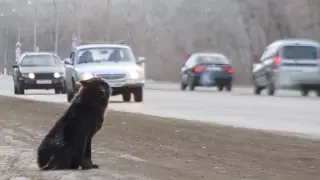 Хатико из Уральска: собака полгода ждет хозяина на обочине дороги
