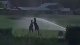 Ожесточенная борьба двух кенгуру попала на видео в Австралии