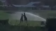 Ожесточенная борьба двух кенгуру попала на видео в Австралии