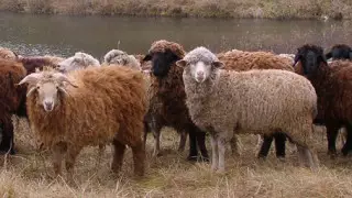 Во Франции появилась бригада овец-подрывников