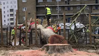 "Дерево года" срубили в Лондоне