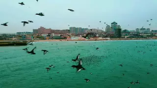 Остров уток на Каспии снял с высоты житель Актау