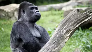 Начали кашлять. Коронавирусом заразились гориллы в США