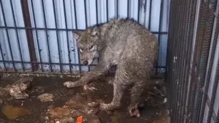 Информацию о волке в Алматинской области проверило Минэкологии