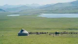 Распространенная в Казахстане трава оказалась эффективной против коронавируса