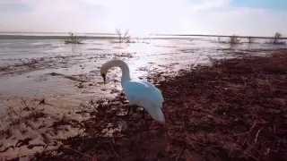 Автор роликов с фламинго и лебедями поделился новым видео