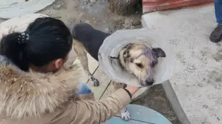 Собака, которую водитель протащил по улицам Атырау, уедет в Алматы