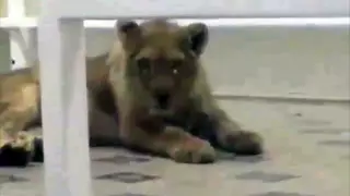 Львенка содержали в гостинице Шымкента. Полиция возбудила дело