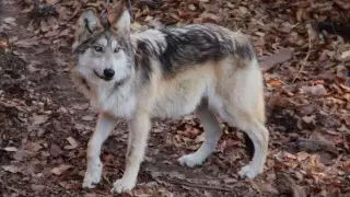 Стаю волков из зоопарка выпустят на волю в Мексике