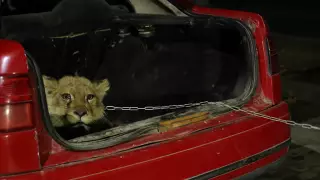 Львенка из гостиницы Шымкента отобрали у владельца частного дома