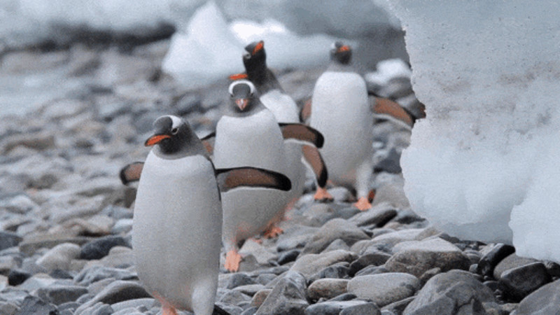 Видео:elements.envato.com