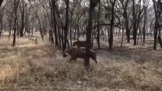 Схватку двух тигров засняли на видео в дикой природе