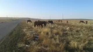 Пограничников судят за кражу скота в Туркестанской области