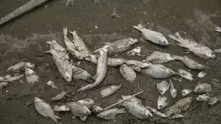 Дефицит воды в ЗКО может привести к гибели рыбы и скота - сенатор