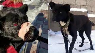 Щенку выжгли глаза в Шымкенте