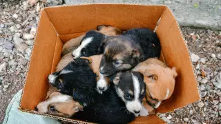 В Шымкенте нашли источник бешенства: им оказался щенок