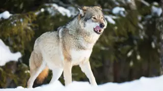 Волк напал на женщину с ребенком в ВКО