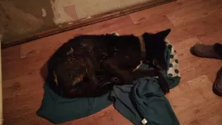 "Отбил почки": собаку избили в Карагандинской области