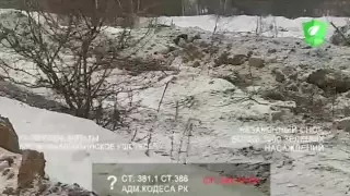 "Уничтожили 5 тысяч деревьев". Ущерб от незаконной вырубки считают в Алматы