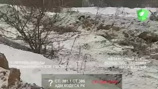 "Уничтожили 5 тысяч деревьев": подрядчик рассказал о вырубке в Алматы